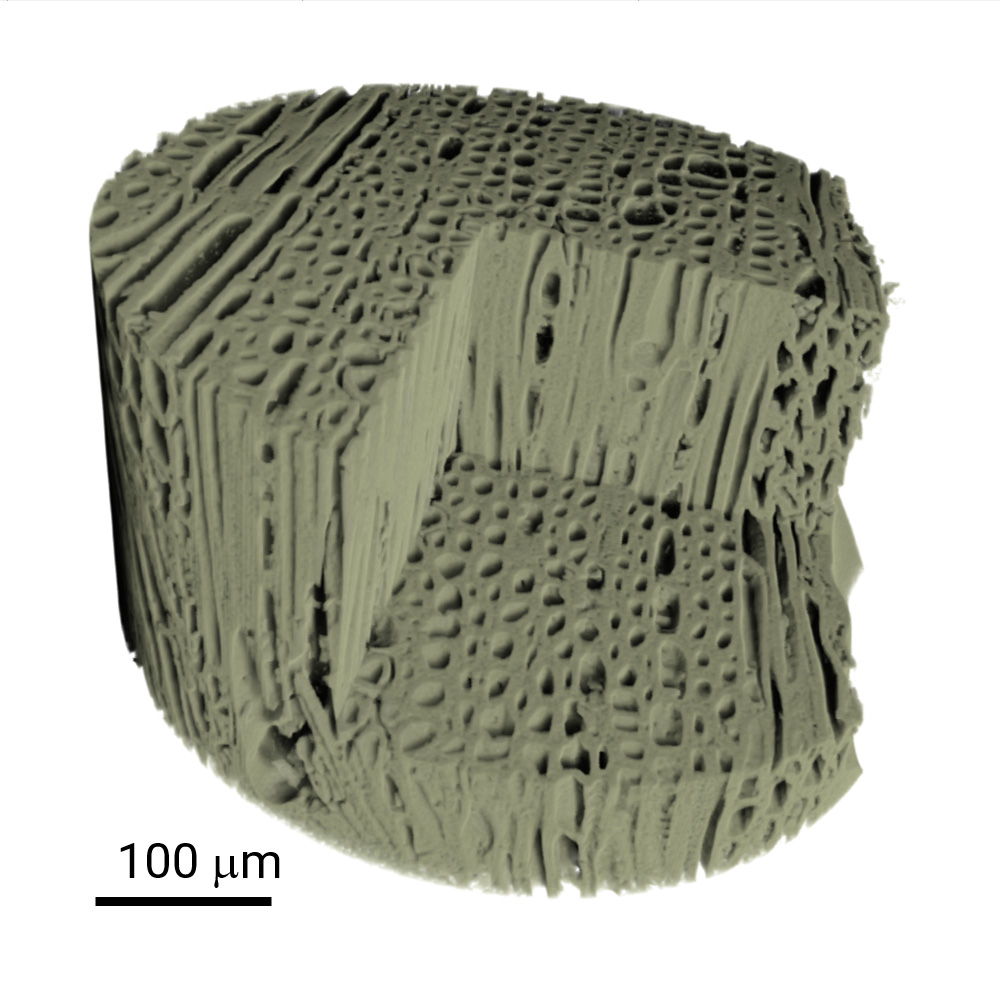 Wood sample imaged at 280 nm voxel resolution