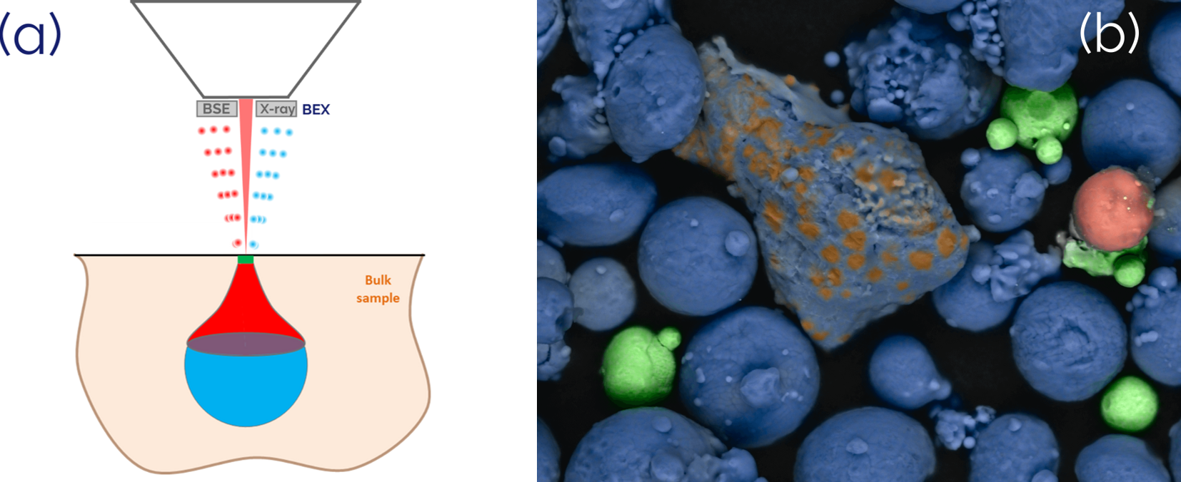 BEX interaction and BEX image
