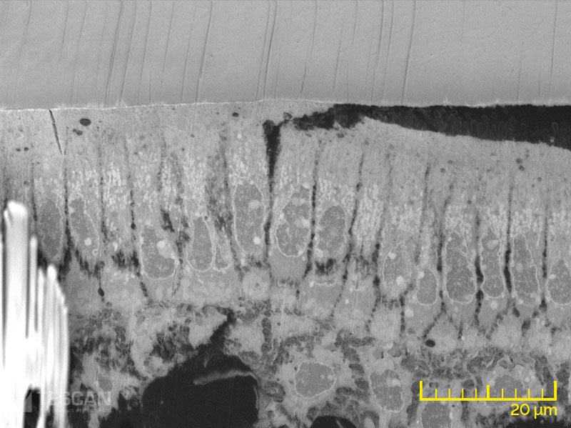 Osteoblast layer in a mouse tooth Osteoblast layer in a mouse tooth (chụp bằng Kính hiển vi điện tử quét SEM, FIB-SEM TESCAN)