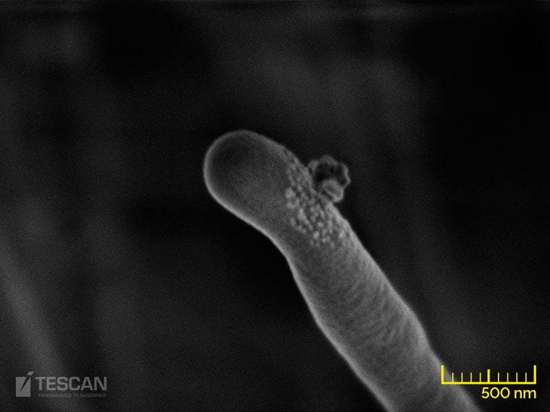 Uncoated mold fiber imaged at low kV Uncoated mold fiber imaged at low kV (chụp bởi Kính hiển vi điện tử quét SEM TESCAN)