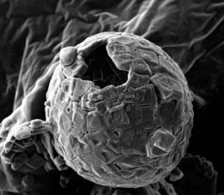 Ứng dụng của SEM trong Khoa học môi trường và thực phẩm