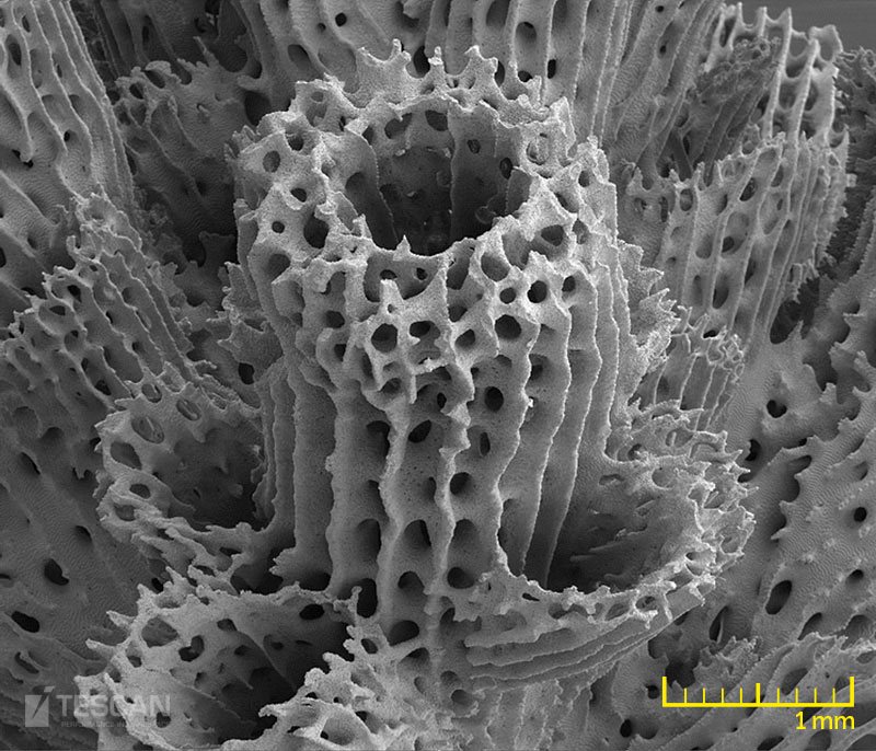 A detail of a coral A detail of a coral