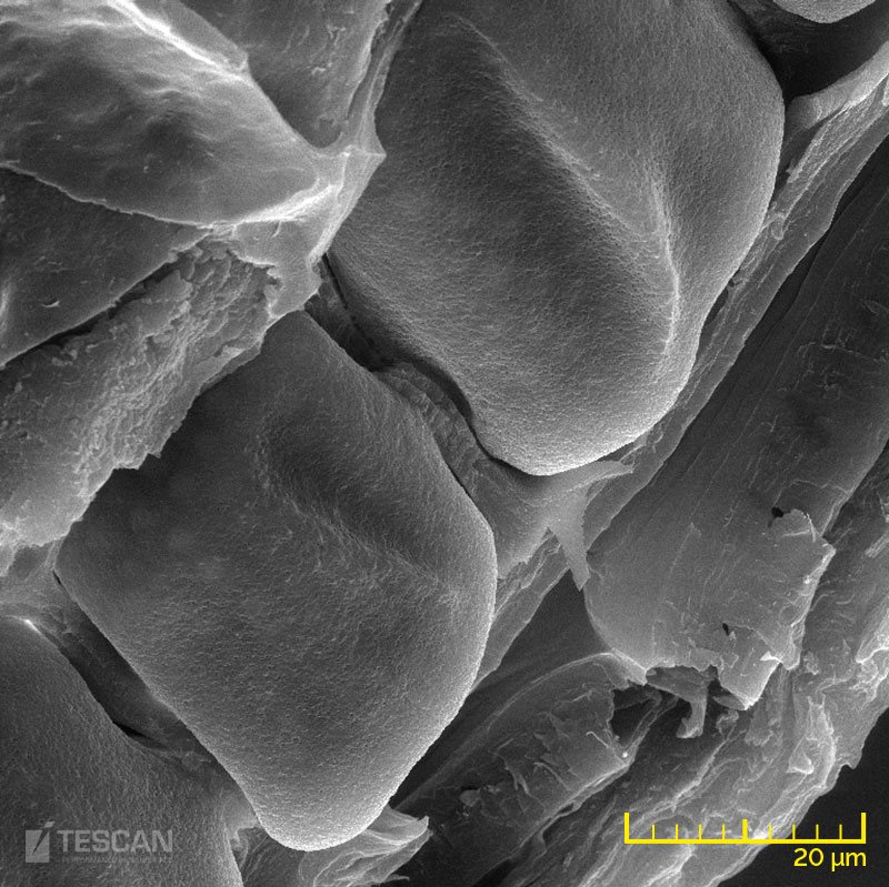 Detail of a genetically modified wheat Detail of a genetically modified wheat