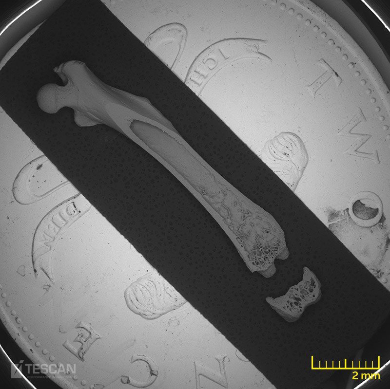 Whole rat femur Whole rat femur