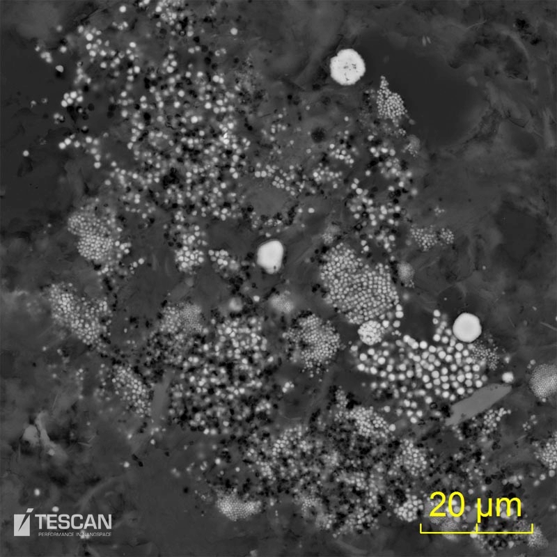 Framboidal pyrite in a shale rock Framboidal pyrite in a shale rock