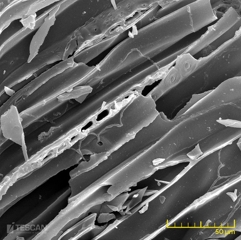 Structure of wood Structure of wood (chụp bằng Kính hiển vi điện tử quét SEM TESCAN)