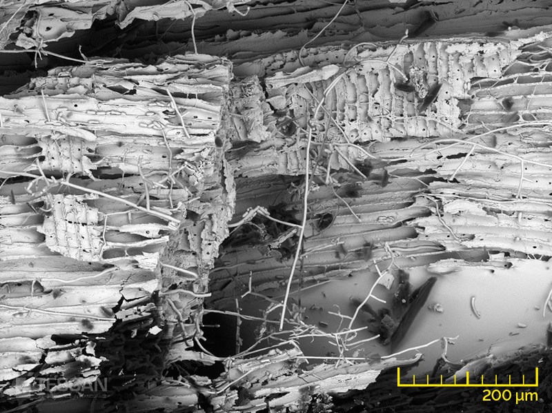 Wood Wood (chụp bằng Kính hiển vi điện tử quét SEM TESCAN)