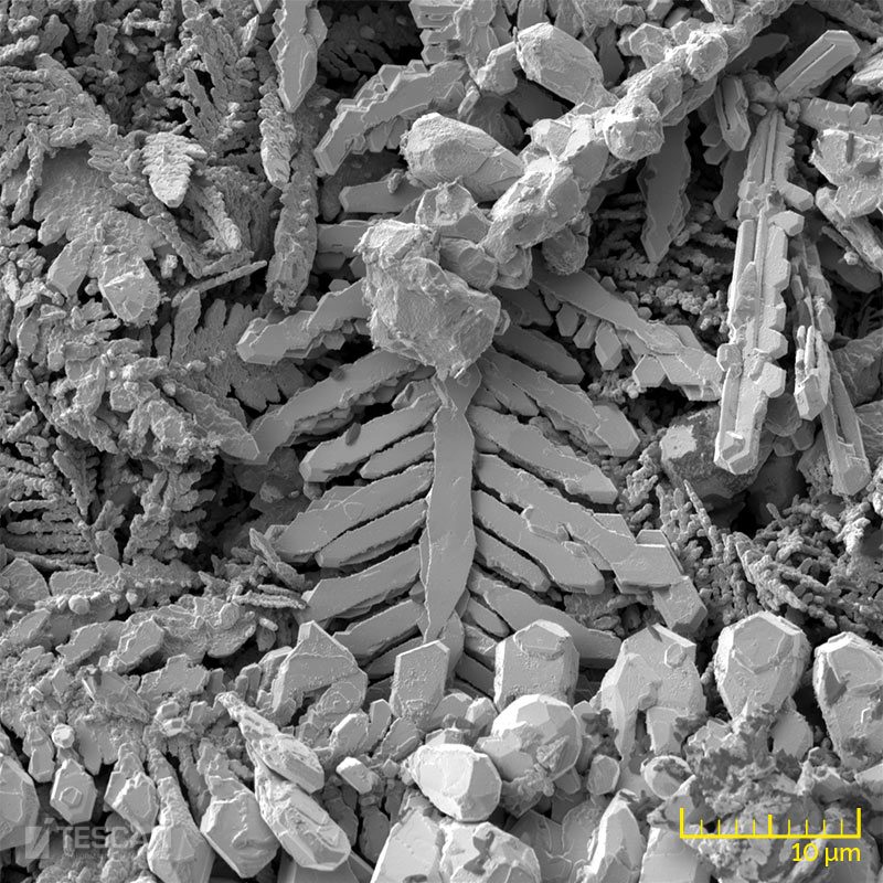 Ag crystals from electrolysis Ag crystals from electrolysis (chụp bằng Kính hiển vi điện tử quét SEM TESCAN)